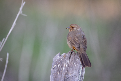 黄色特级片观看 黄色特级片观看