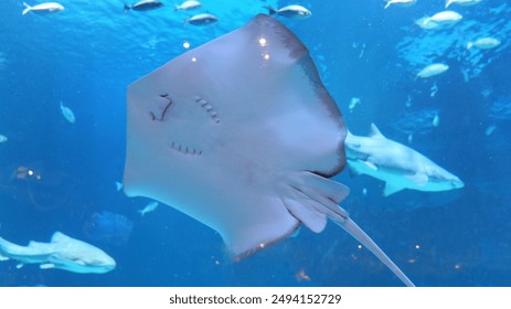 全自动录播 全自动录播