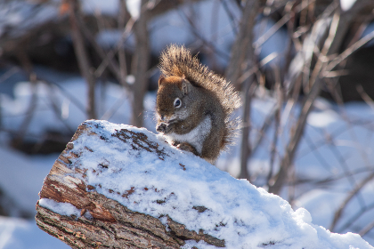 使用Kali Linux实现高效翻墙的完整指南