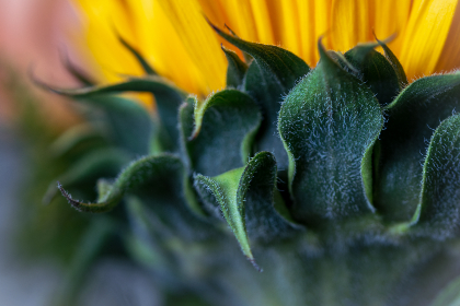 tv box app：提升家庭娱乐体验的最佳应用推荐与使用指南